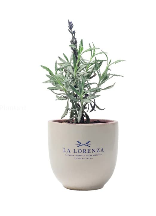 Planta de Lavanda - Flia. Latifolia